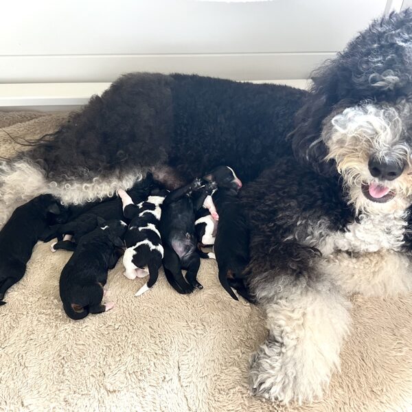 Welcome to the World Puppies!