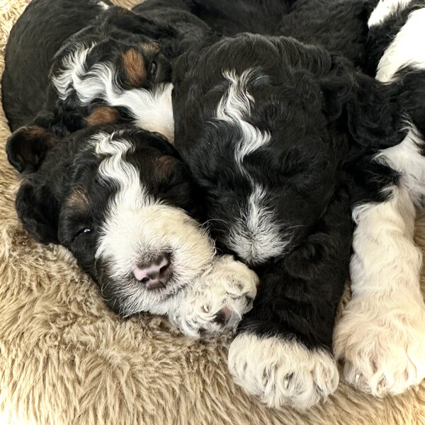 Sleepy time featuring lightening, spot, and angel