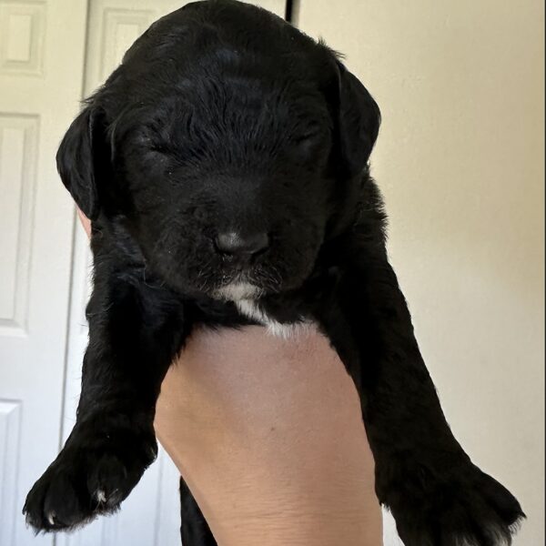 Oreo (M) $2,000